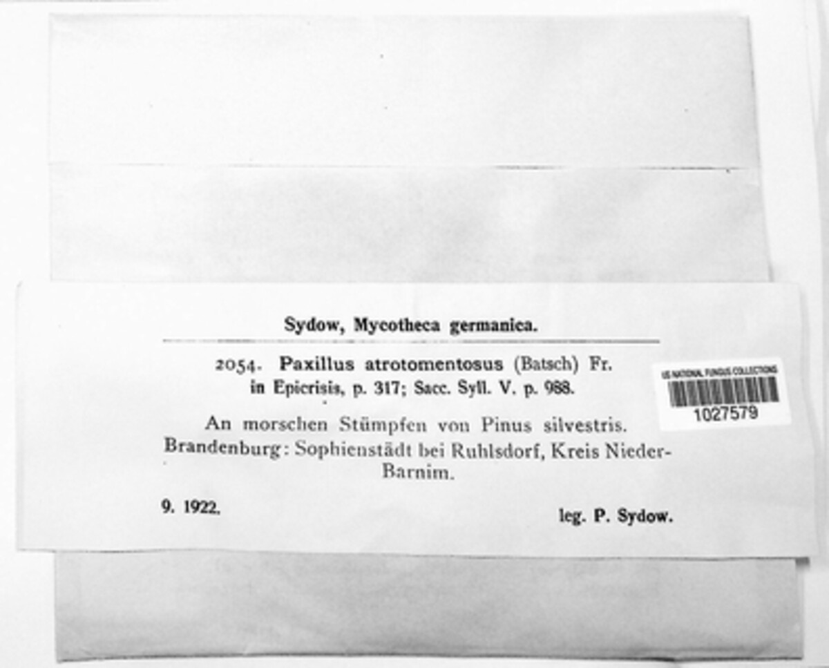 Tapinella atrotomentosa image